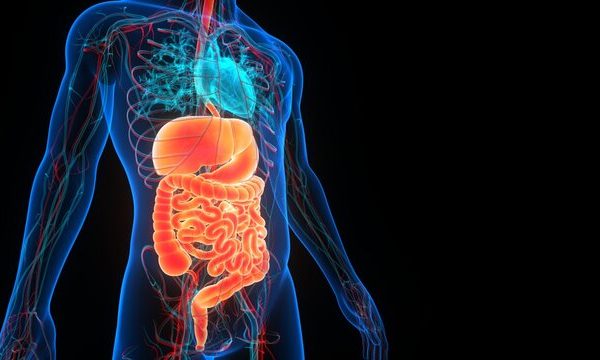 sistema-digestivo Seminário 2 — Introdução ao Sistema Digestivo (N2-M2)