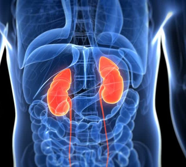 sistema-urinario Seminário 4 — Sistema Urinário Fem. e Masc. (N2-M2)